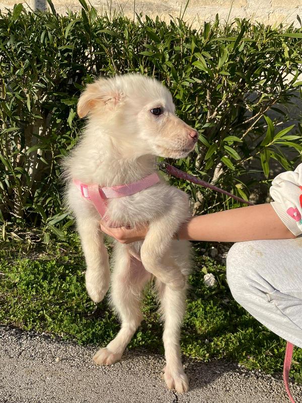 Ninfa, la cucciola rimasta sola Foto 6